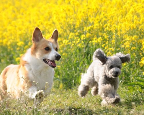 走り回るコーギー