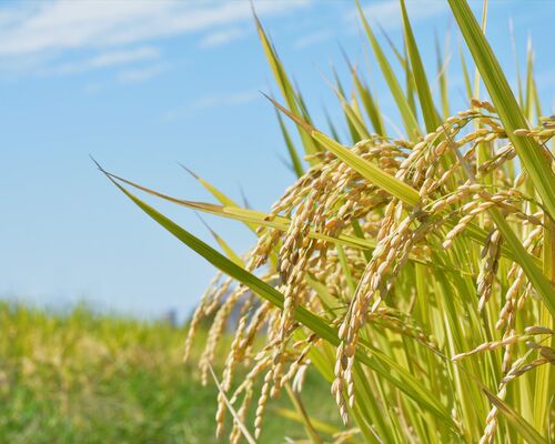 AdobeStock_114574941